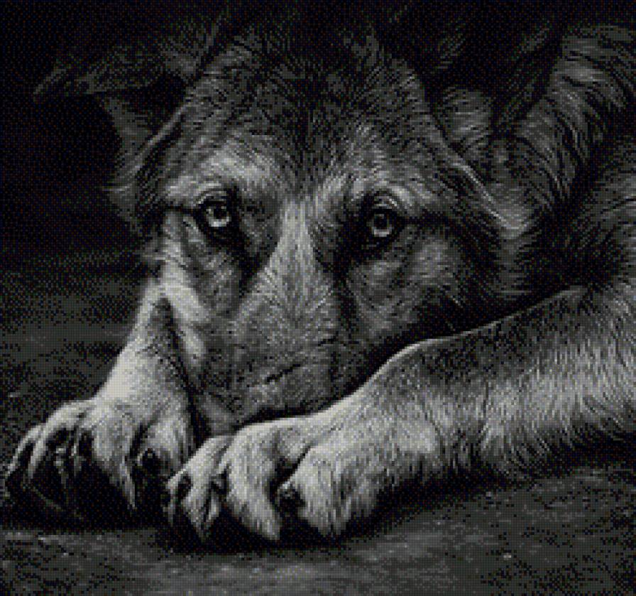 Грустные глаза - собака, животные - предпросмотр