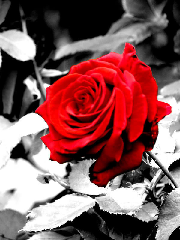 Красно-черная роза - оригинал