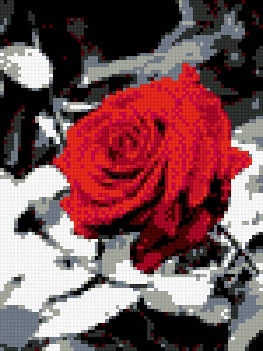 Красно-черная роза - предпросмотр