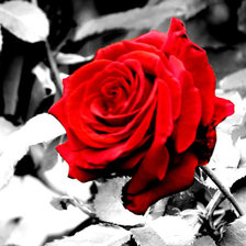 Оригинал схемы вышивки «Красно-черная роза» (№791371)