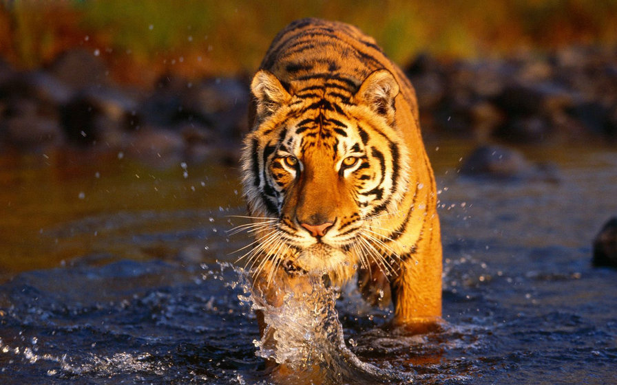 тигр - взгляд, вода, хищник, тигр, животное, мощь - оригинал