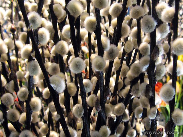 верба - оригинал