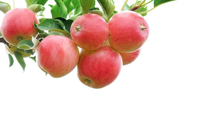 яблочки - оригинал