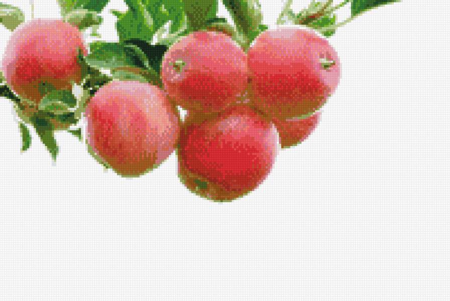 яблочки - предпросмотр