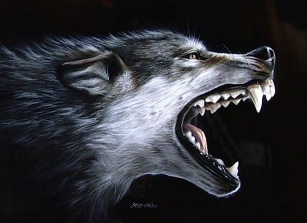 Волчий оскал - звери, животные, волк - оригинал