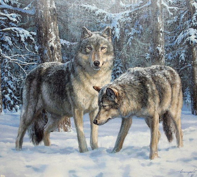 Пара волков - волки, лес, природа, звери, зима - оригинал