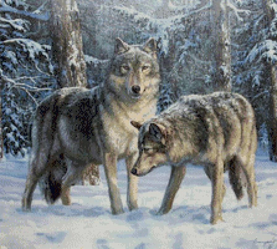 Пара волков - звери, зима, волки, лес, природа - предпросмотр