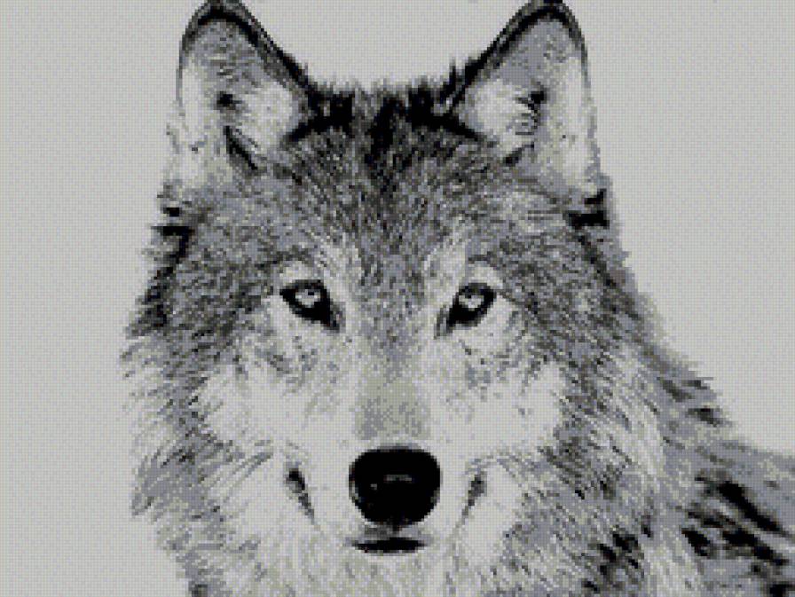 Одинокий волк - волк. зверь - предпросмотр