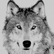 Оригинал схемы вышивки «Одинокий волк» (№791567)