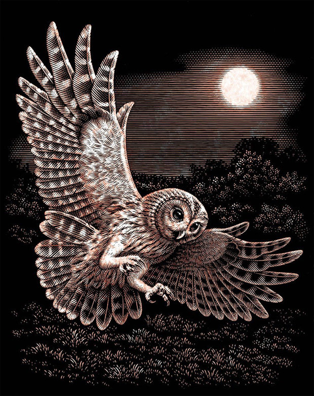 сова - птицы, черный фон - оригинал