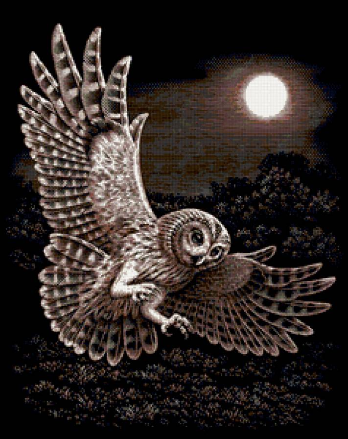 сова - птицы, черный фон - предпросмотр