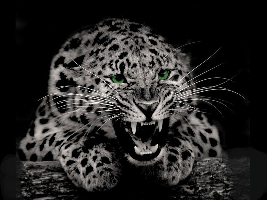 леопард - дикие животные - оригинал