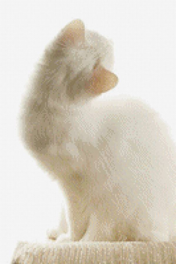 №791965 - звери, кошки, животные, котенок - предпросмотр