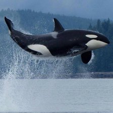 Схема вышивки «№792036»