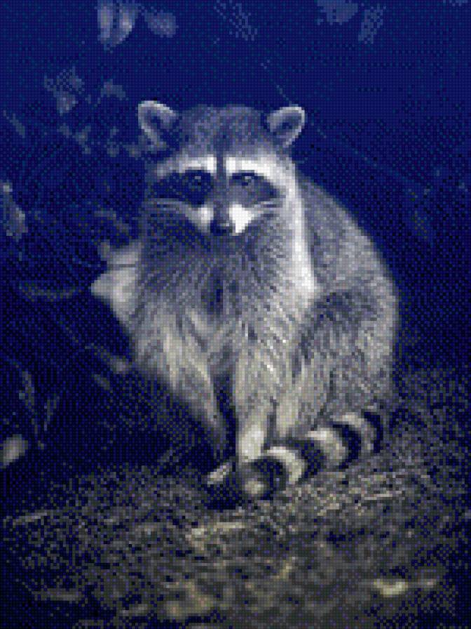 №792140 - животные, енот, звери - предпросмотр