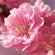 Схема вышивки «Сакура»