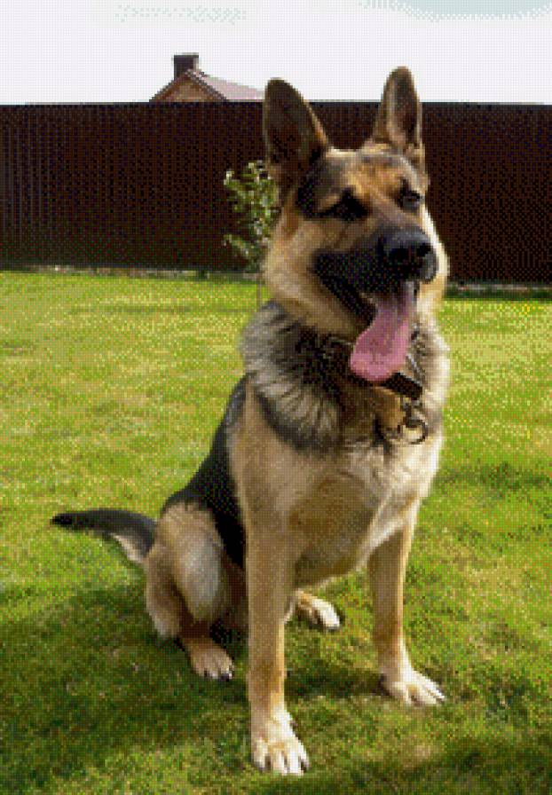 Оскар - предпросмотр