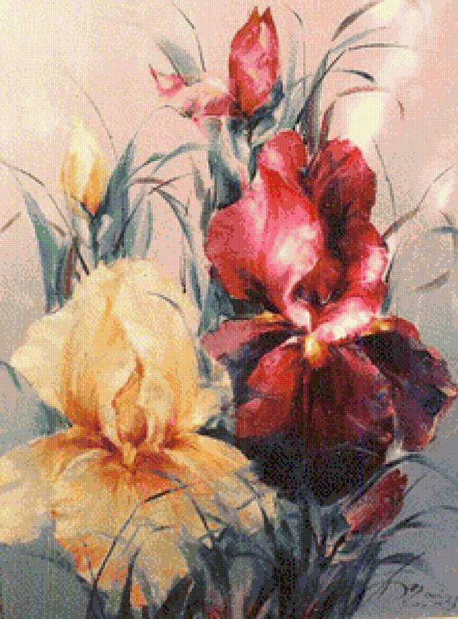 Ирисы - цветы, красный, ирисы, белый - предпросмотр