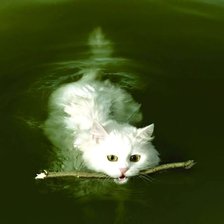 кошка в воде