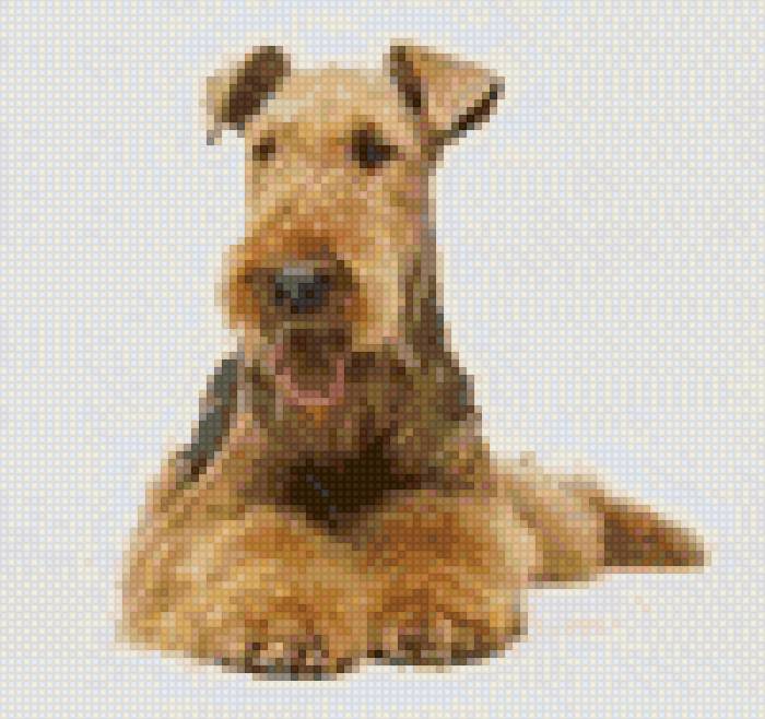 Эрдель-терьер2 - предпросмотр