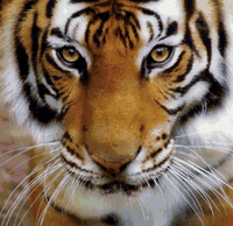 тигр - животные, природа, дикие животные, тигр, звери - оригинал