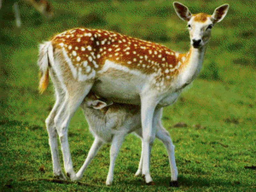 008 - предпросмотр