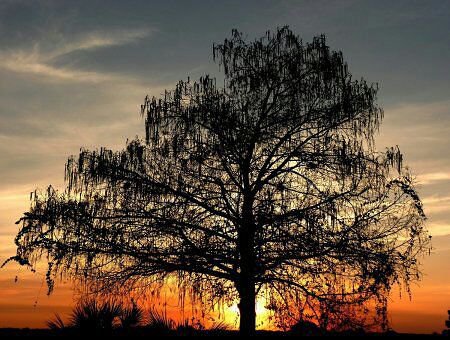 одиночество - природа - оригинал