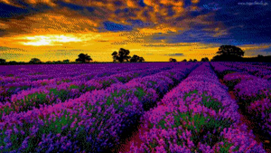 Лавандовое поле - предпросмотр