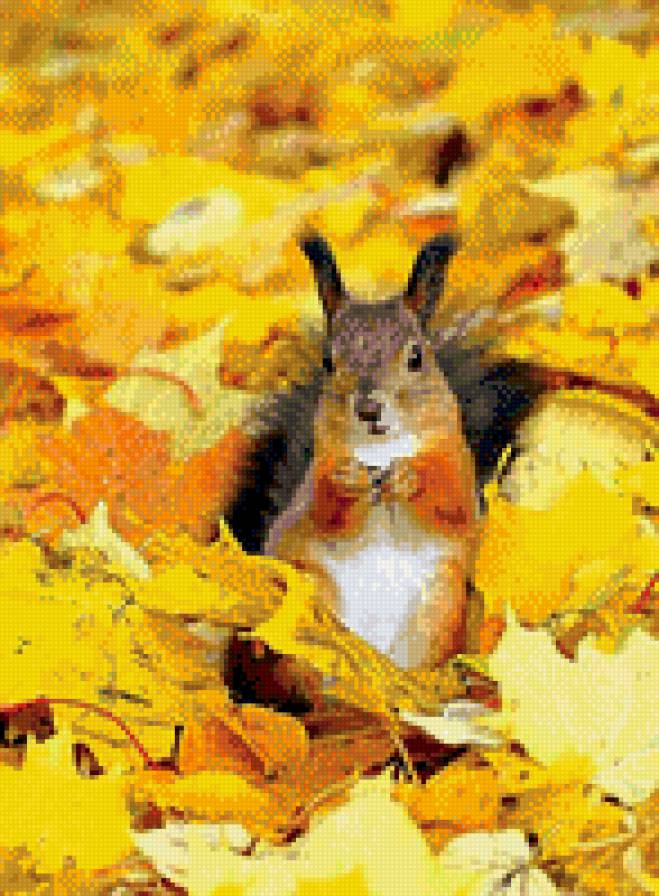 №793584 - природа, осень, белка, пейзаж, животные, звери - предпросмотр