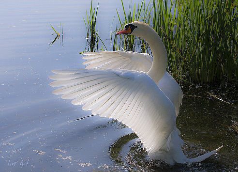 №793585 - оригинал