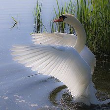 Схема вышивки «№793585»