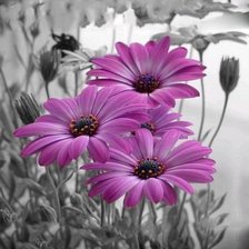 Схема вышивки «№793953»