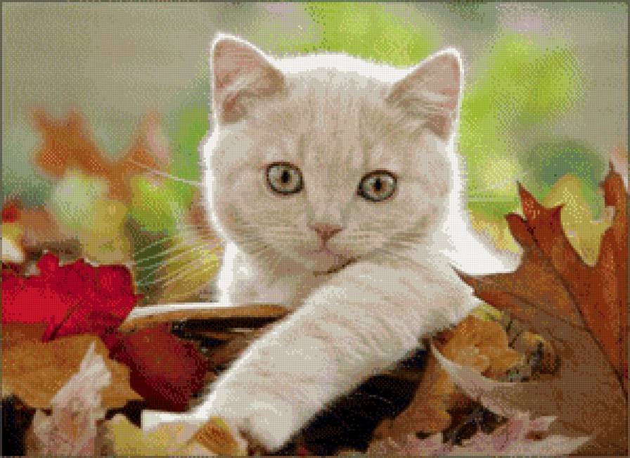 кошечка - кошки, листья, котик, котята, котенок, животные, кот, кошка, осень - предпросмотр
