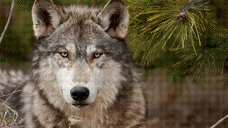 Волчий взгляд - предпросмотр