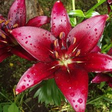 Схема вышивки «Лилия 2»