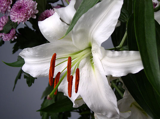 Лилия 3 - оригинал