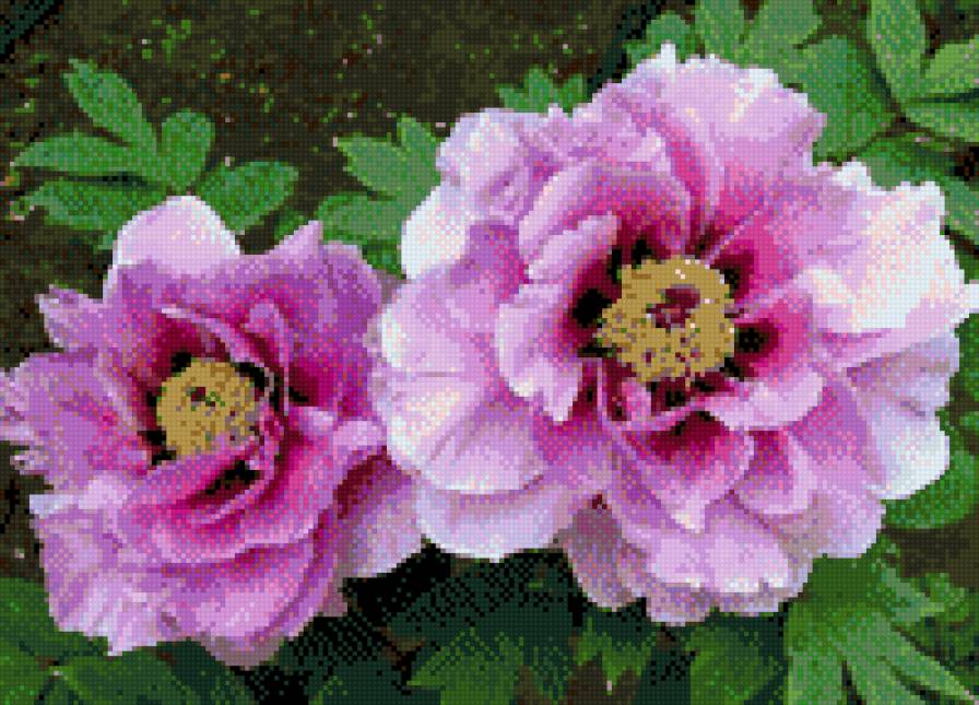 Пионы - предпросмотр