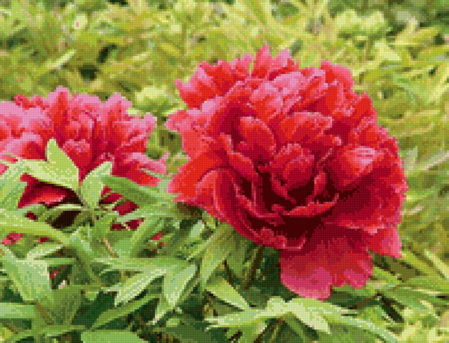 Пиони 2 - предпросмотр