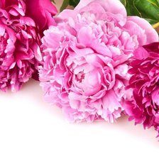 Схема вышивки «Пионы ;)»