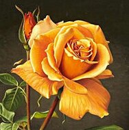 мини роза - мини, роза - оригинал