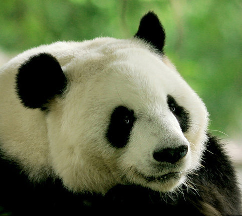 Панда - панда - оригинал