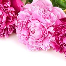 Оригинал схемы вышивки «розовые пионы» (№794427)