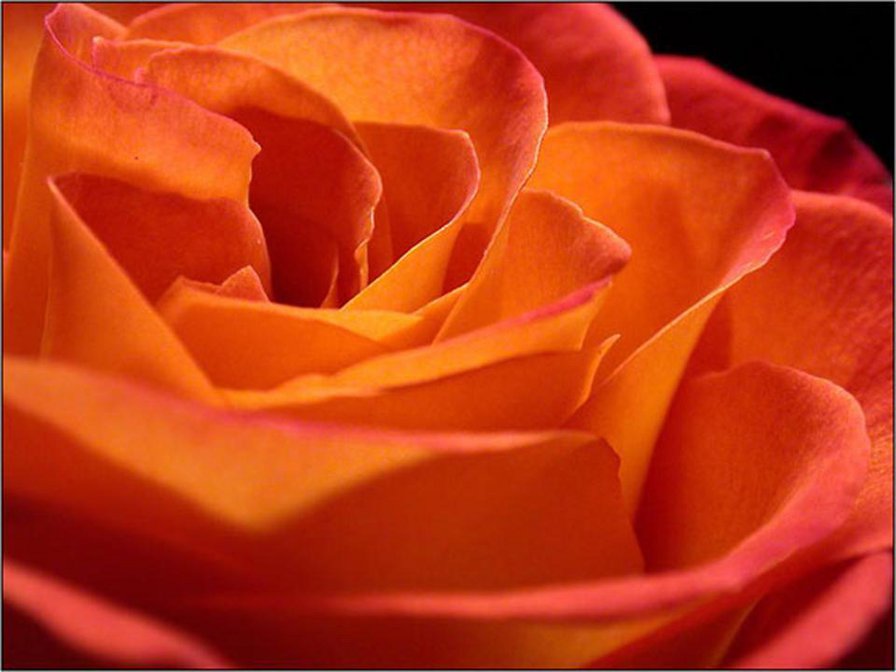 Роза оранжевая - оригинал