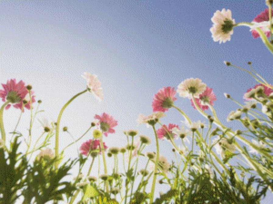 Цветы - цветы, лето - предпросмотр