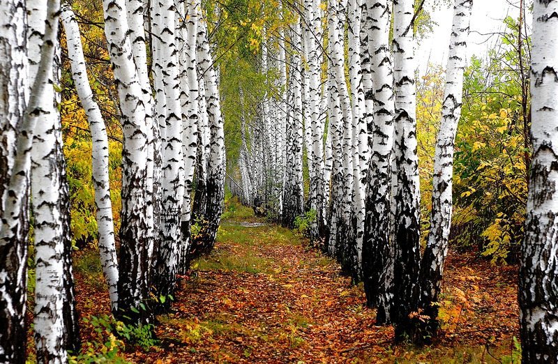 березки - оригинал