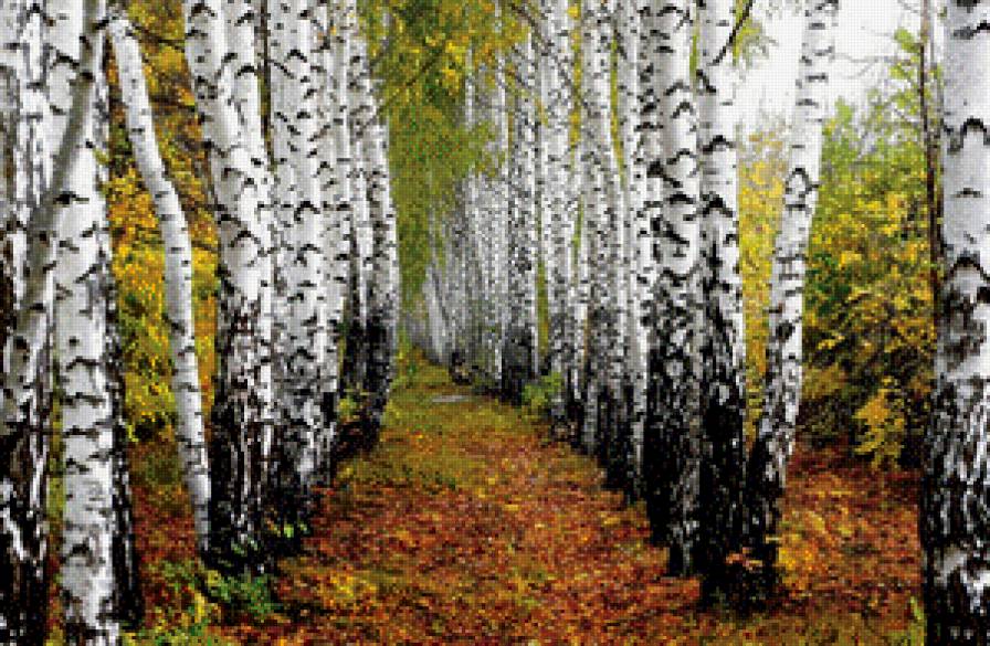 березки - предпросмотр