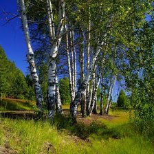 Схема вышивки «березы»