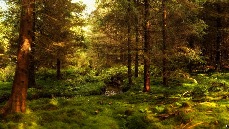 лесной пейзаж - речка, лес, пейзаж, поляна, природа - оригинал