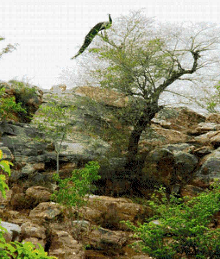 Павлин - пейзаж, природа, птицы, павлин, животные - предпросмотр