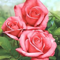 №795096 - оригинал